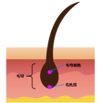 毛根